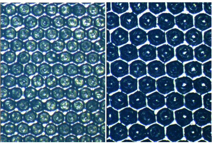 cell lines